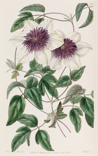 Clematis_florida_Sieboldii